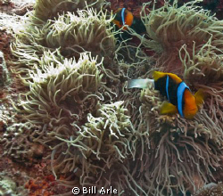 Anemone fish.  October 2010.  Hope the Spoilsport was in ... by Bill Arle 